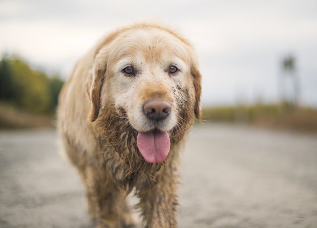golden retriever