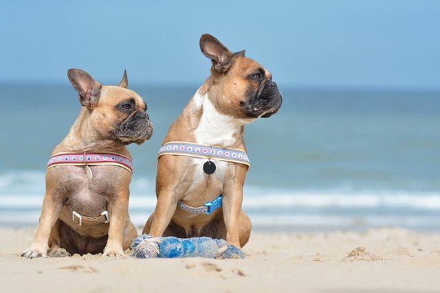 French Buldogs at beach