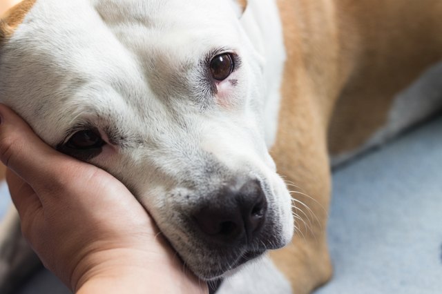 Love between human and dog