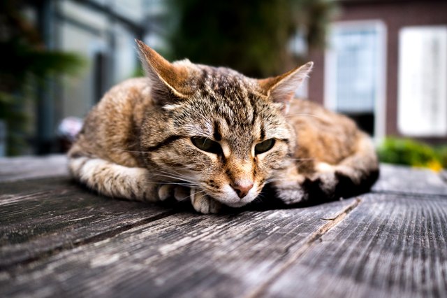 Cat Resting
