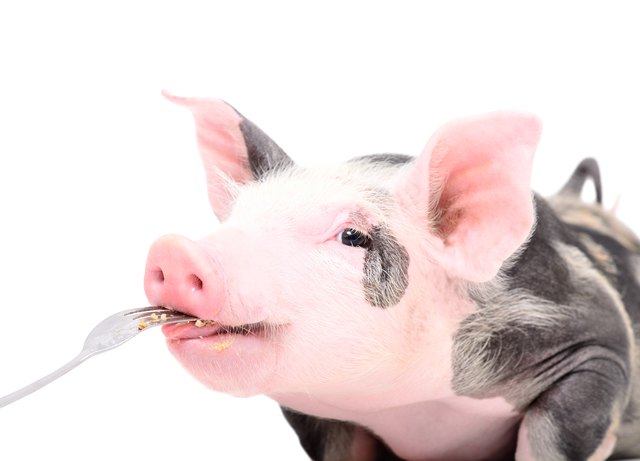 Portrait of a cute piggy who eats with a fork, isolated on white background