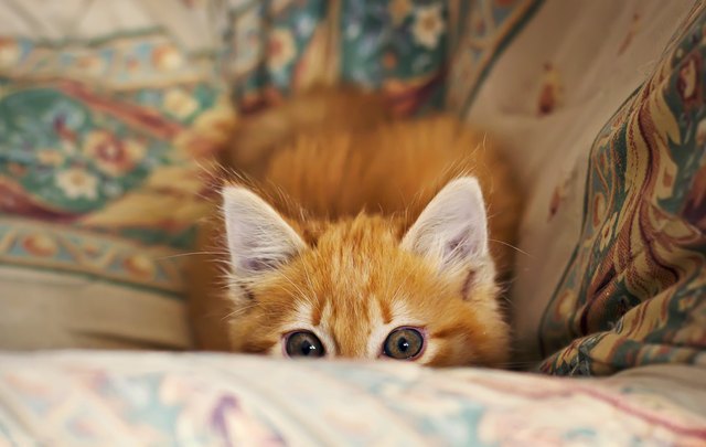 Stalking little kitten