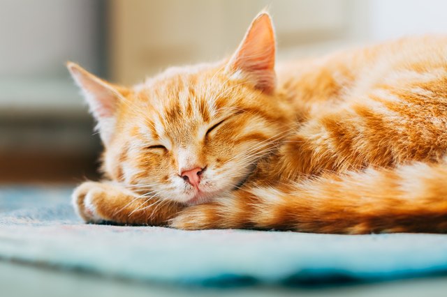 Cats ativan dose for