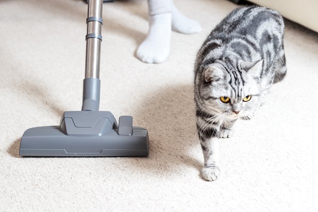 cat standing next to vacuum cleaner on carpet
