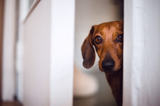 Dog peeking