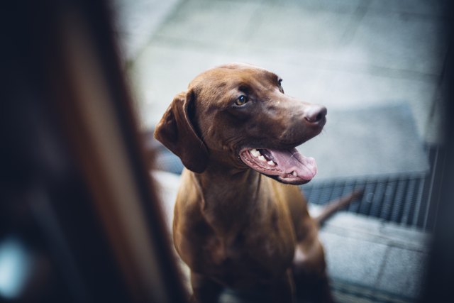 Hungarian vizsla dog sitting at glass door looking inside