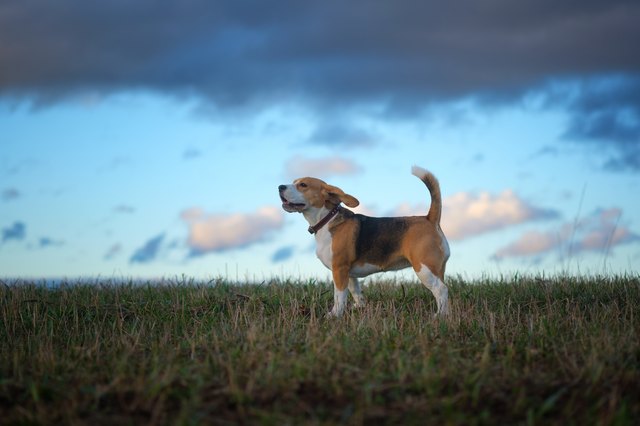 Beagle dog on a walk in the spring at sunset