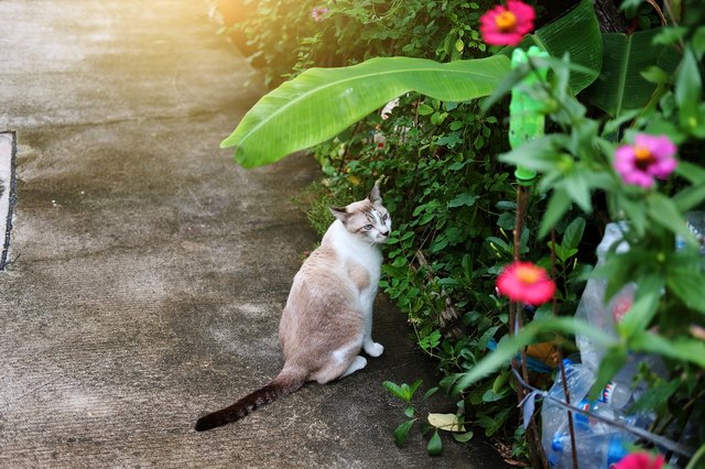 Siamese cat and grey Cat relax with natural light in The garden