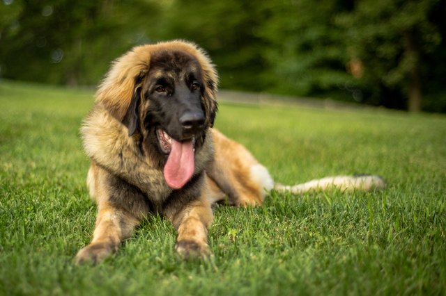 Duke