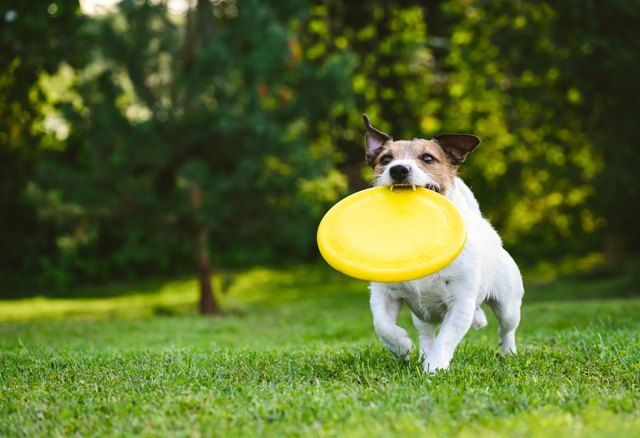 Adult dog playing catch and fetch with yellow frisbee