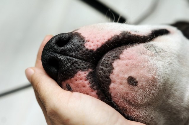 Cropped Hand Holding Dog