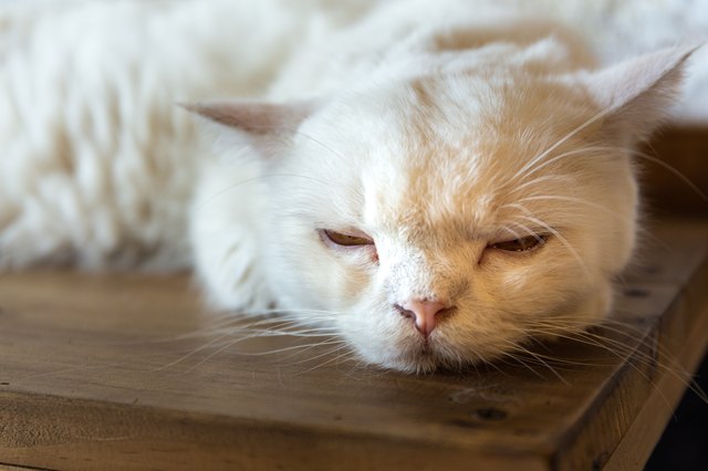 A Sleeping cat face closeup