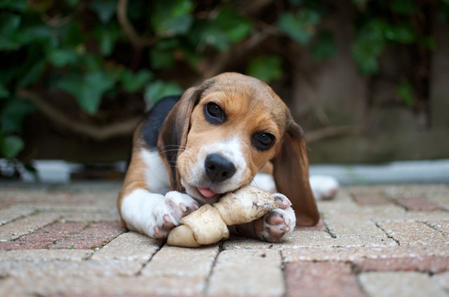 Beagle pup chewing on bone