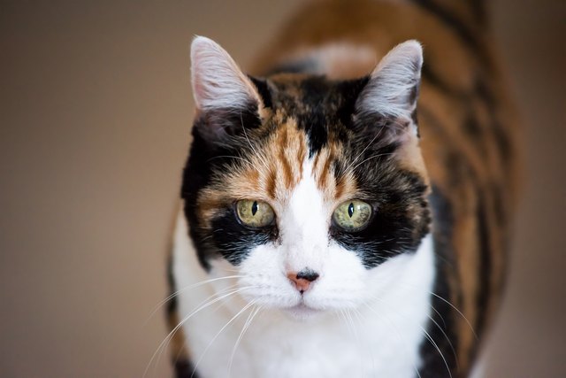 Senior calico cat closeup cute face portrait looking straight with funny expression, big green eyes, bokeh