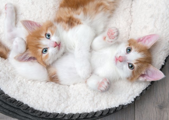 Two cute kittens in a fluffy white bed