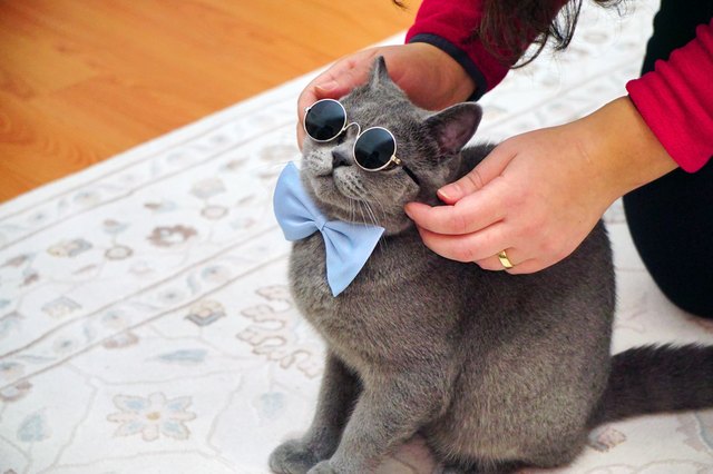 Cute British Shorthair cat with grey fur and amber eyes close up view with bowtie and goggles