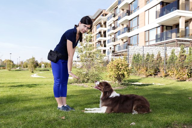 Professional Training Australian Shepherd