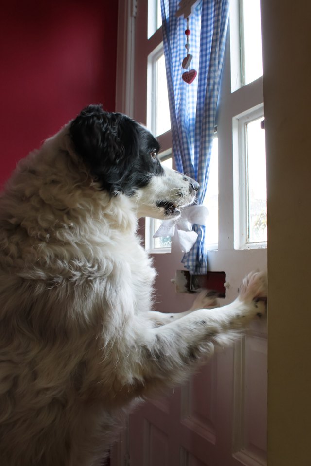 dog on guard at window