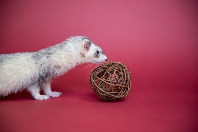 Ferret indoor portrait with a wood ball.