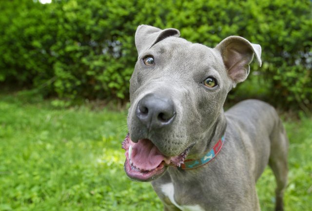 Blue nose pitbull dog