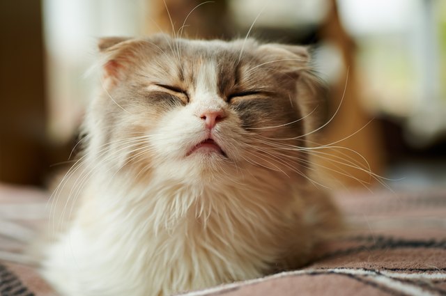 How to Treat a Cat for Sneezing and Wheezing Cuteness
