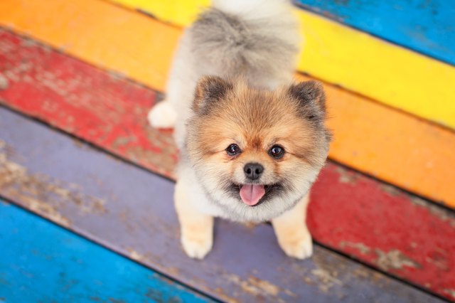 Dog looking at camera with its tongue out