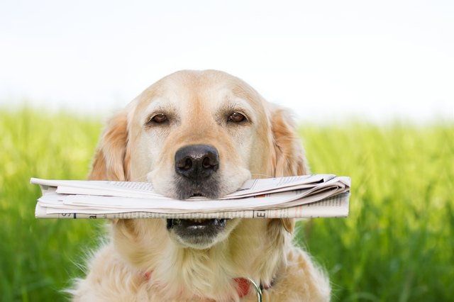 why dogs like to eat paper
