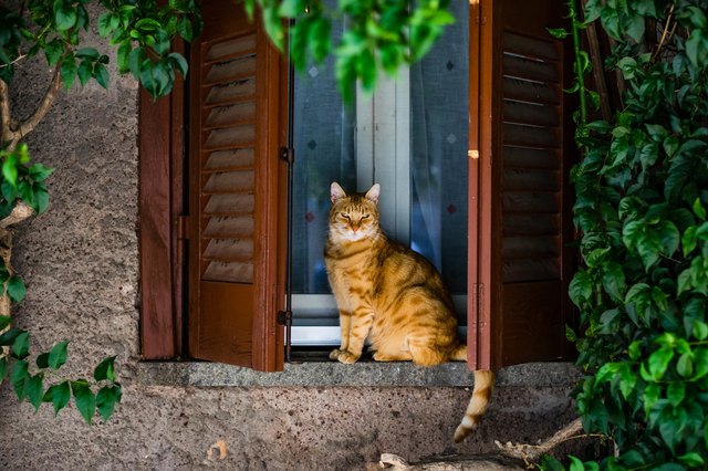 Cat Sitting On Window Sill Amidst Plants