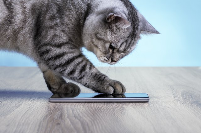 Domestic Cat Surfing The Net