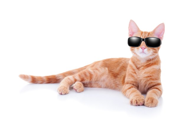 Sunglasses Cat