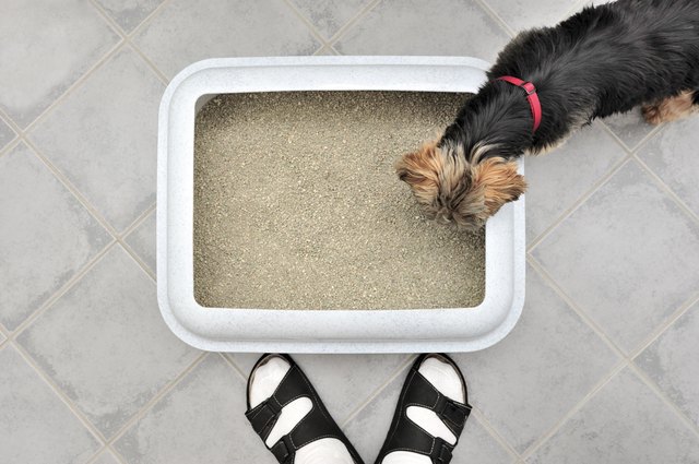 why do dogs like cat poop so much
