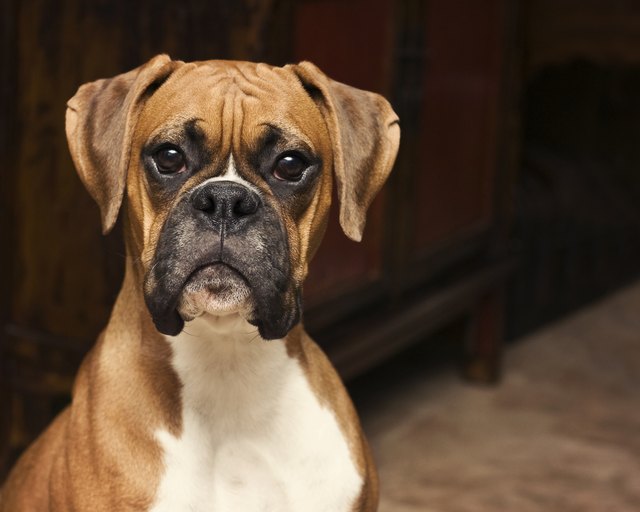 Boxer pup