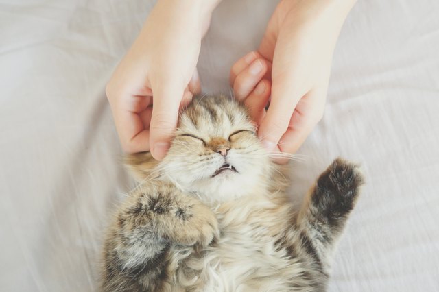 woman hand petting a Persian kitty cat head, love to animals. vintage photo and film style.
