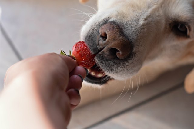 White Labrador retriever dog eating a strawberry fruit from owners hand/ Conceptual image of trust and friendship between dog and human