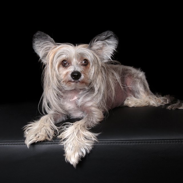 Sable and White Chinese Crested Dog on black backdrop