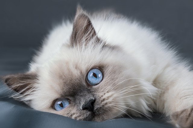 Fluffy kitten with blue eyes. Close up.