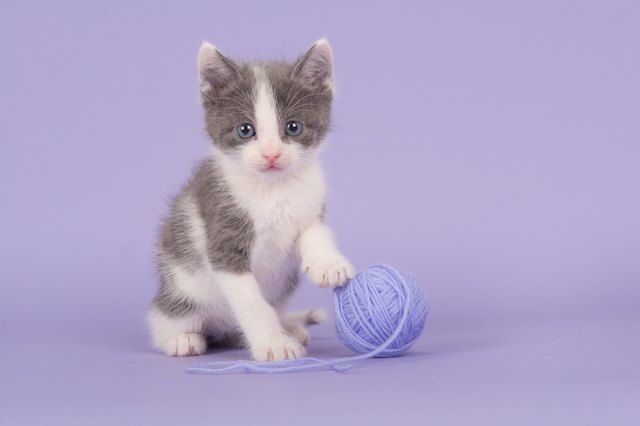 Portrait Of Cat Against Purple Background