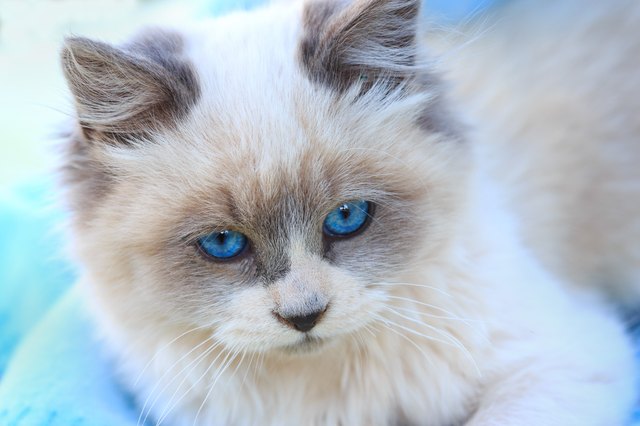 Blue Eyed Kitten