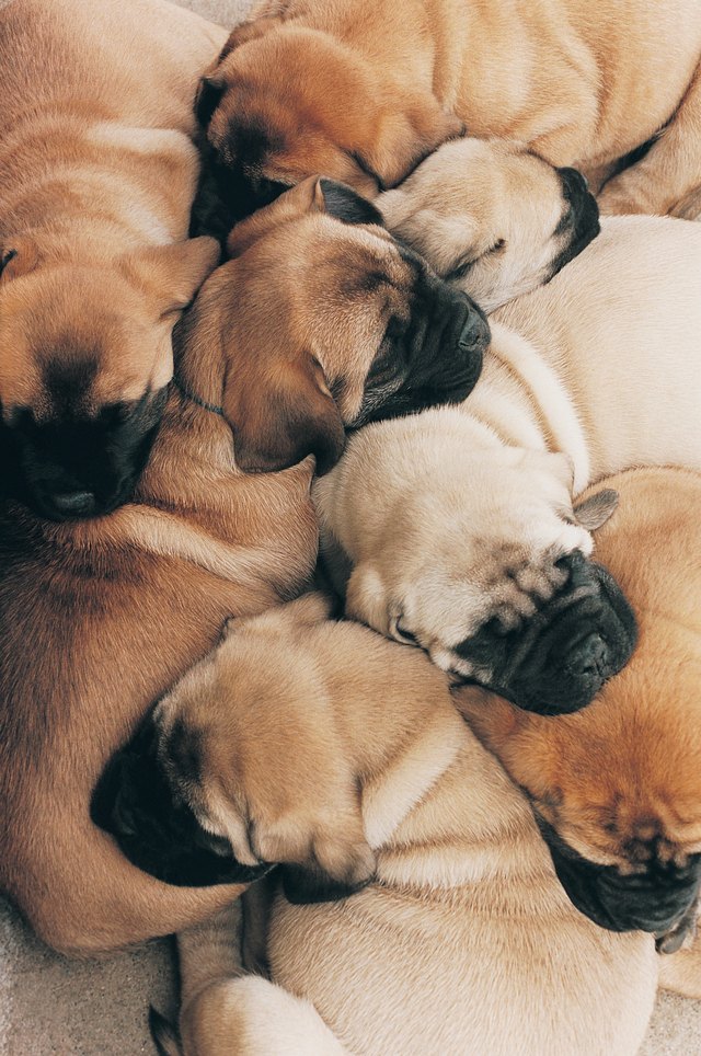 why-do-puppies-sleep-in-piles-cuteness