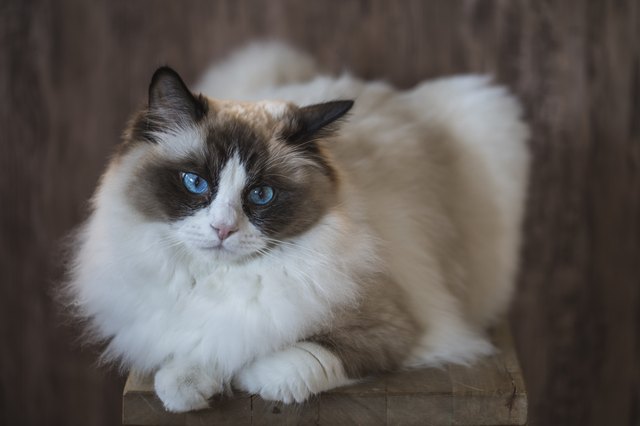 A bicolor brown and white ragdoll cat