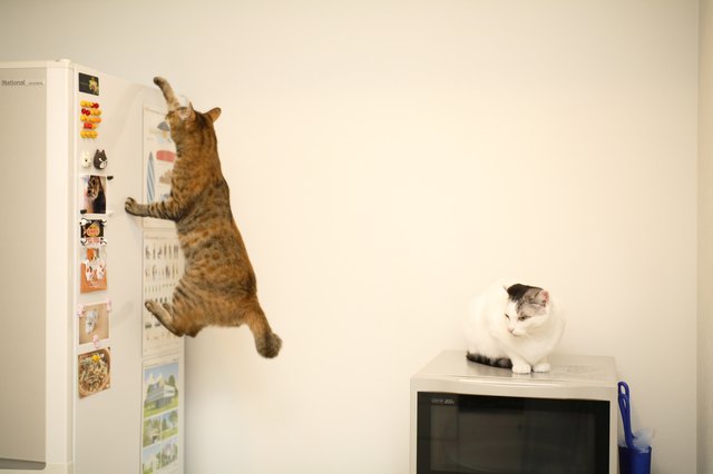 Cat climbing