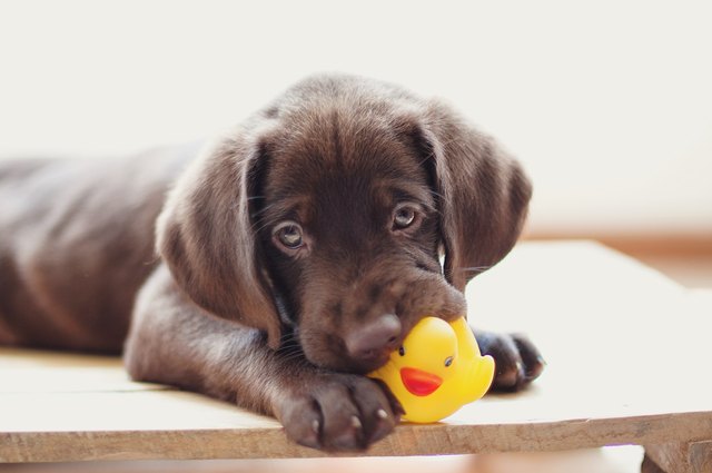 dog toys dogs puppy pet labrador diy things puppies keep busy retriever toy chocolate teething getty need subscription boxes care