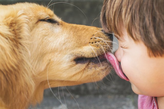 Dog licking a boy's face
