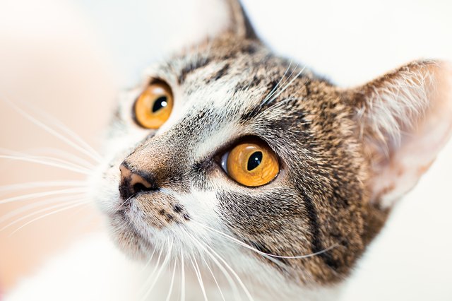 Surprised cat muzzle with yellow eyes looks up