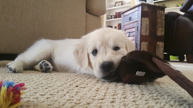 English Cream Golden Retriever puppy playing with toy