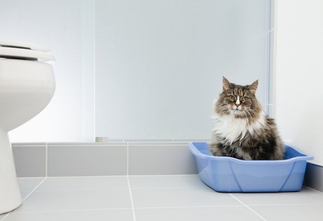 cat in litter box in bathroom