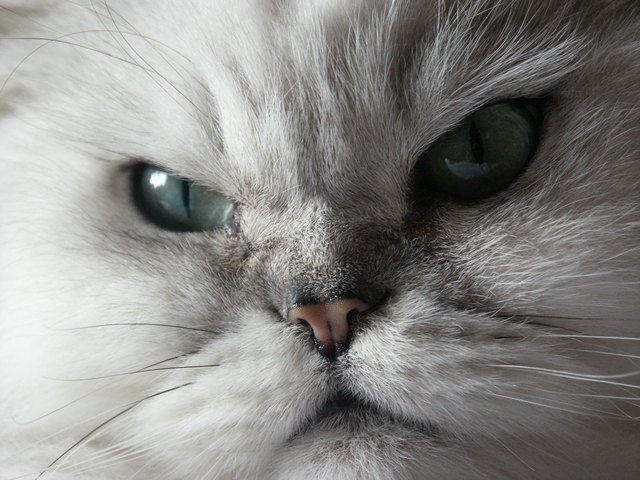 closeup of white cat face looking angry
