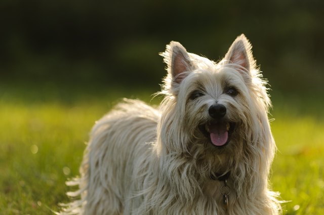 Cairn Terrier