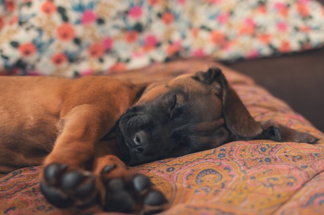 Sleepy puppy relaxing on sofa