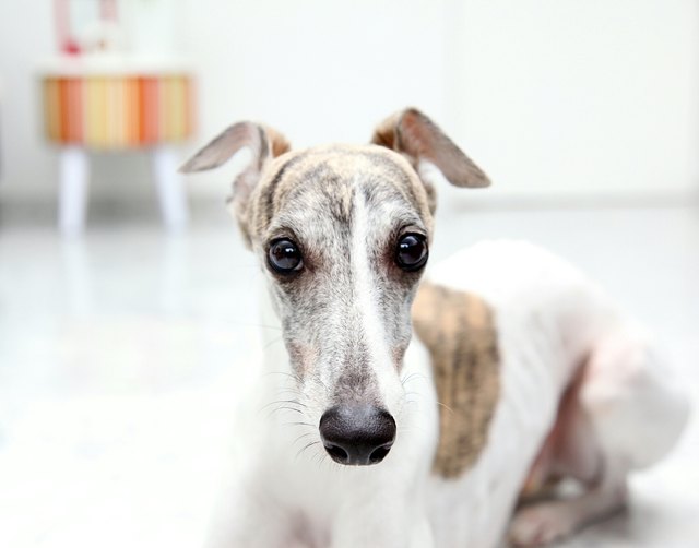 Close-Up Portrait Of Whippet At Home